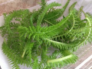 のこぎり草