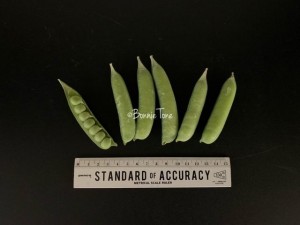image1_4.jpeg